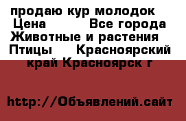 продаю кур молодок. › Цена ­ 320 - Все города Животные и растения » Птицы   . Красноярский край,Красноярск г.